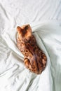 Amazing bengal domestic cat resting on bed.