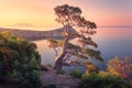 Amazing big tree on the mountain at sunrise. Colorful landscape