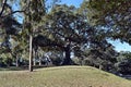 An amazing big tree in public garden in city centre in Sydney Royalty Free Stock Photo