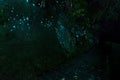 Amazing bio luminescent lights from Waitomo Glowworm Caves, Waikato, New Zealand Royalty Free Stock Photo