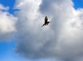 Amazing bird black-tailed Godwit