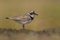 Amazing bird Little ringed plover Charadrius dubius from region Castilla-La Mancha in Spain.