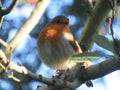 Amazing bird is sitting on branch.