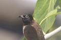 Amazing bird sitting on the tree