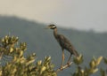 Amazing bird Yellow crowned Night Heron wetland, Venezuela