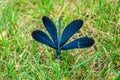 Amazing black and blue dragonfly on the grass
