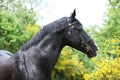 Amazing black welsh part-bred stallion with flowers