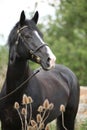 Amazing black welsh part-bred stallion with flowers