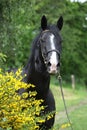 Amazing black welsh part-bred stallion with flowers