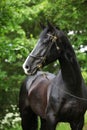 Amazing black welsh part-bred stallion Royalty Free Stock Photo