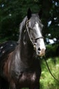 Amazing black welsh part-bred stallion Royalty Free Stock Photo