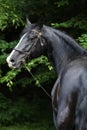 Amazing black welsh part-bred stallion