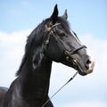 Amazing black welsh part-bred stallion Royalty Free Stock Photo