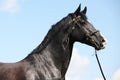Amazing black welsh part-bred stallion Royalty Free Stock Photo