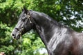 Amazing black welsh part-bred stallion