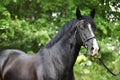 Amazing black welsh part-bred stallion Royalty Free Stock Photo