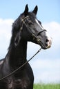 Amazing black welsh part-bred stallion Royalty Free Stock Photo