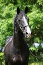 Amazing black welsh part-bred stallion