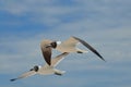 Amazing Black and White Laughing Gulls in Flight