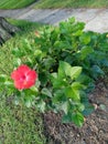 Amazing blast of fresh air Red Hibiscus Royalty Free Stock Photo