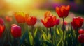 Amazing blooming colorful Tulip. Beautiful red tulip flowers growing in field. Dutch landscape in the Netherlands