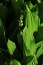 Amazing blooming lilies of the valley with green leaves. Dark moody low key minimalism style flowers background banner