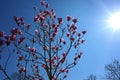 Amazing blooming magnolia tree in spring