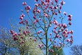Amazing blooming pink magnolia tree
