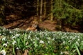 Amazing blooming snowdrops in a forest near rotten tree trunk. Royalty Free Stock Photo