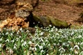 Amazing blooming snowdrops in a forest near rotten tree trunk. Royalty Free Stock Photo