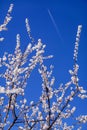 Amazing Blooming white Flowers with blue sky  in Spring Royalty Free Stock Photo