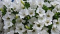 Amazing blooming white petunia flower background. Petunia `Sanguna White`. Glow snowy white petunia flower nature photo.