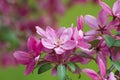 The amazing blooming wild pink cherry branch on blurred bright multicolored floral background Royalty Free Stock Photo