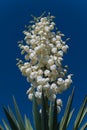 Amazing blooming Yucca in a blue sky