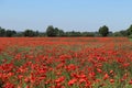 Poppy fields red blooms