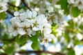 Amazing blossom apple tree closeup