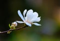 An amazing blossom magnolia