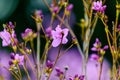 An amazing blossom rhododendron. Nature background. Royalty Free Stock Photo