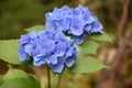 Amazing Blue Hydrangea Blossoms Flowering on a Summer Day Royalty Free Stock Photo