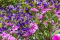 Amazing blue and purple catharanthus and petunia flowers in the garden