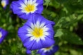 Amazing Blue White and Yellow Flowering Morning Glory Royalty Free Stock Photo