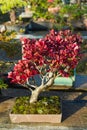 Amazing bonsai tree, care and cultivation. Beautiful autumn colors. Bonsai care and creative art in Japan.