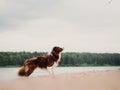 Amazing border collie dog running fast in forest in morning sunny winter day Royalty Free Stock Photo