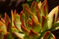 Amazing bright close-up of an Echeveria Colorata succulent plant Royalty Free Stock Photo