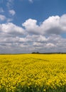 Amazing bright colorful spring-summer landscape for wallpaper. Yellow field of blooming rapeseed