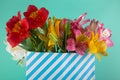 Amazing bright flower bouquet in striped paper bag on blue background. Red, pink, white, yellow alstroemeria lily flowers Royalty Free Stock Photo