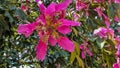Amazing bright flowers of the Ceiba pentandra tree Royalty Free Stock Photo