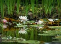 Amazing bright pink and white water lily or lotus flowers Marliacea Rosea in old pond. Nympheas are reflected in dark water