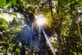 Amazing bright sunny day in reserved forest area, where bright sun rays are peeping through the leaves and branches of tall trees.