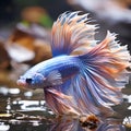 amazing bright violet Bette fish male with peach fuzz fins posing against bokeh light background. close up. Ai generateda